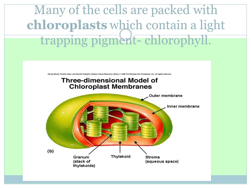 Many of the cells are packed with chloroplasts which contain a light trapping pigment- chlorophyll.