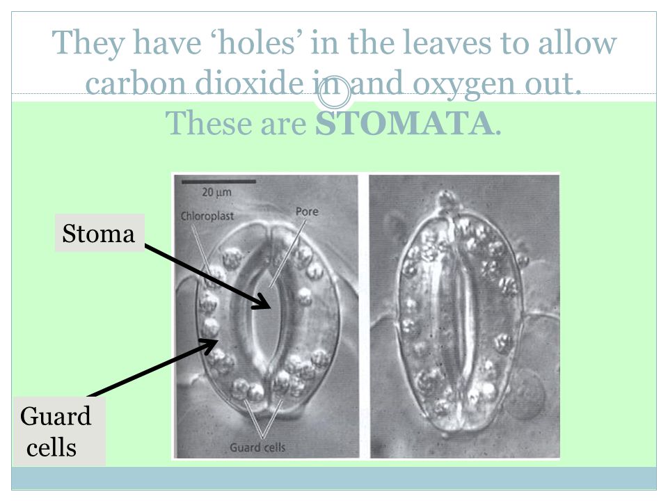 They have ‘holes’ in the leaves to allow carbon dioxide in and oxygen out. These are STOMATA.