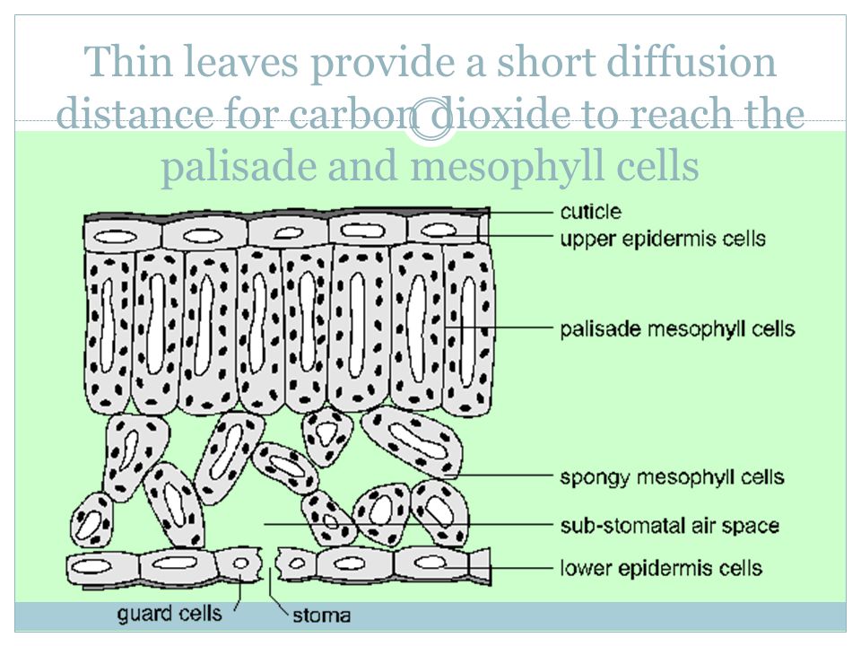 Thin leaves provide a short diffusion distance for carbon dioxide to reach the palisade and mesophyll cells
