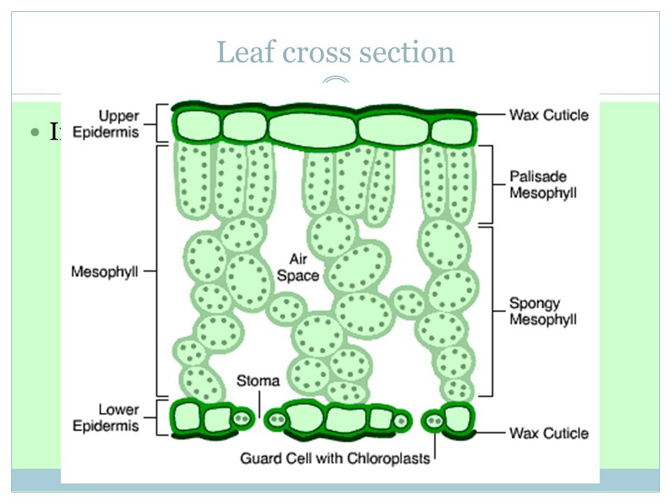 Leaf cross section In pairs examine a slide of