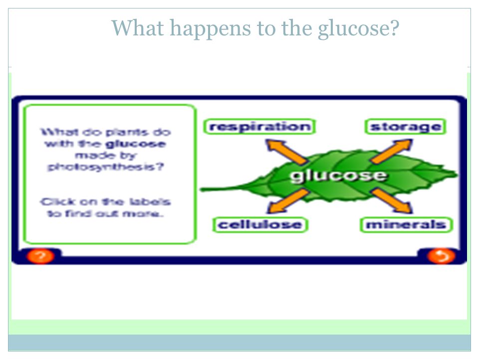 What happens to the glucose