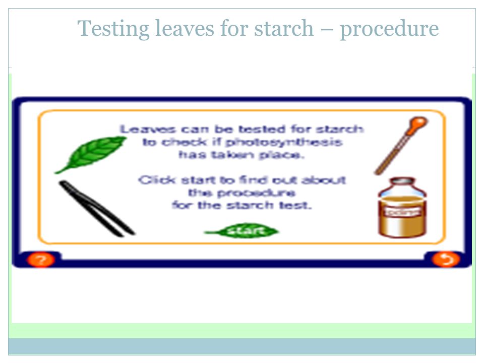 Testing leaves for starch – procedure