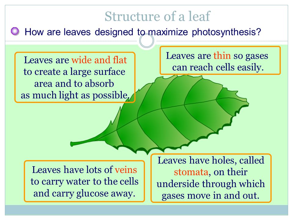 Structure of a leaf How are leaves designed to maximize photosynthesis Leaves are thin so gases. can reach cells easily.