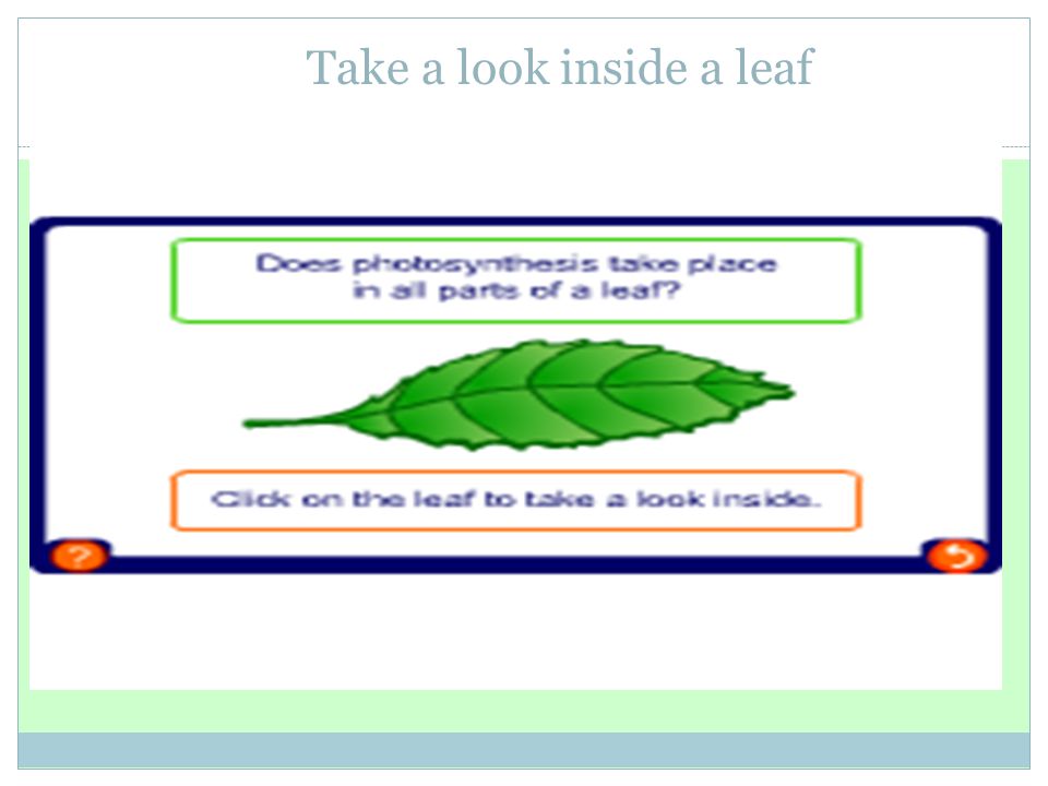 Take a look inside a leaf