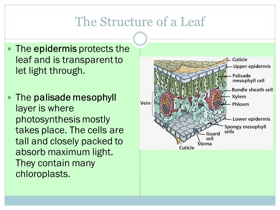 The Structure of a Leaf The epidermis protects the leaf and is transparent to let light through.