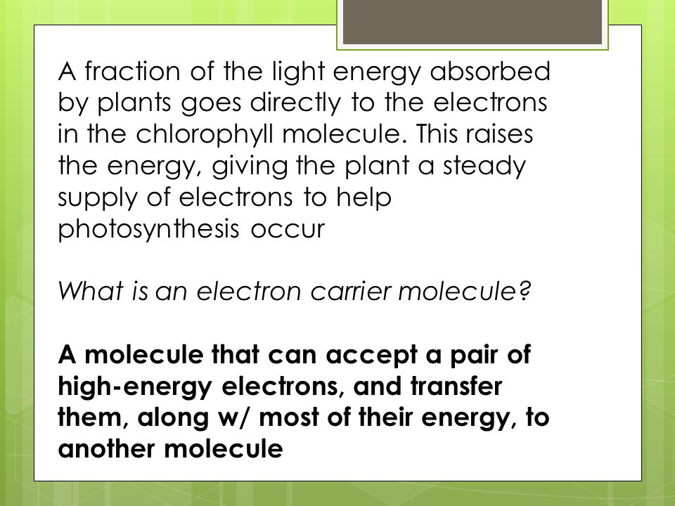 A fraction of the light energy absorbed by plants goes directly to the electrons in the chlorophyll molecule. This raises the energy, giving the plant a steady supply of electrons to help photosynthesis occur