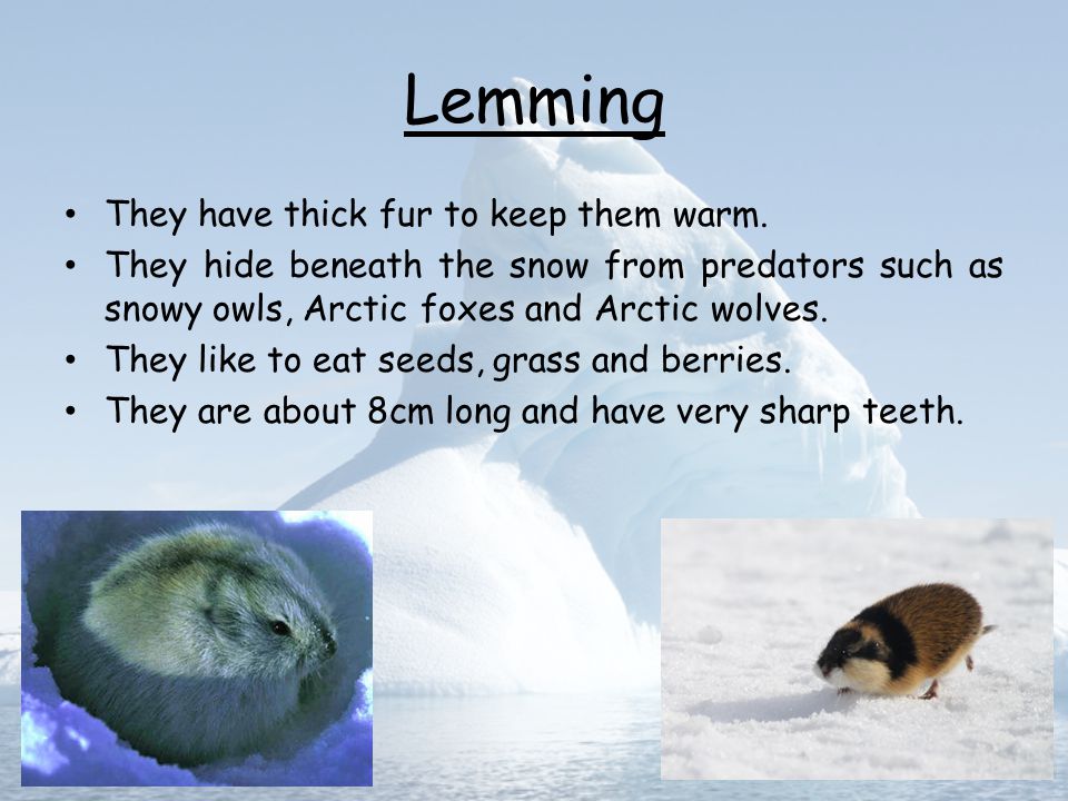 Arctic animals пример. Lemmings перевод. Arctic Fox text for Kids. Interesting tasks Arctic animals.