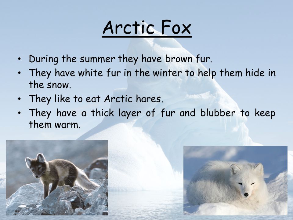 Arctic Animals. - ppt video online download Arctic Animals. - ppt video online download