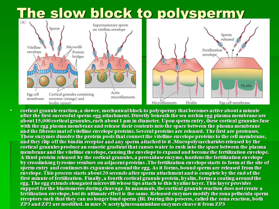The slow block to polyspermy 