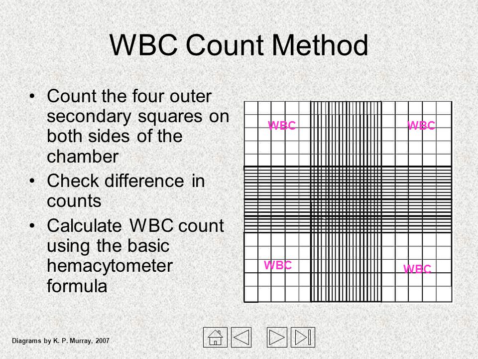 wbc count neubauer chamber formula