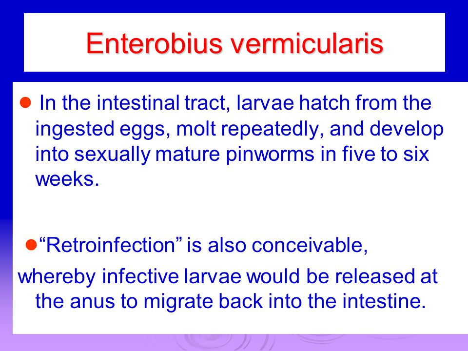 enterobius vermicularis retroinfection)