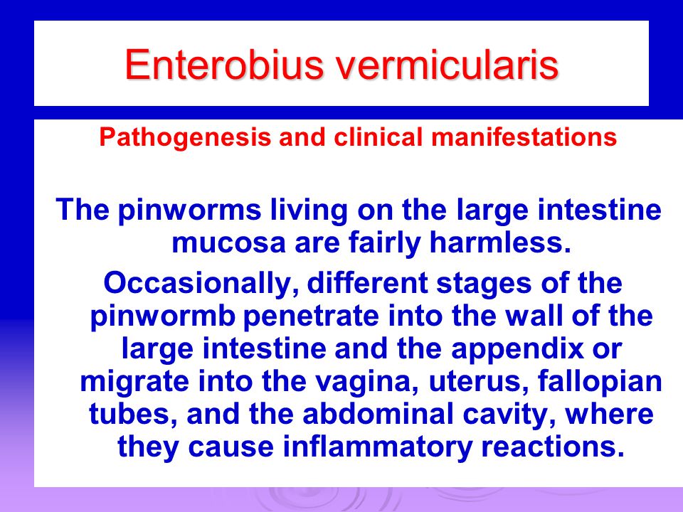 enterobius vermicularis patogenezis