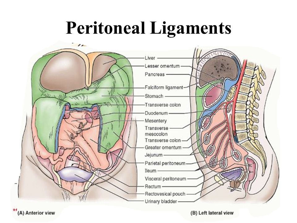Брюшной на латыни. Peritoneum анатомия. Peritoneum parietale анатомия.