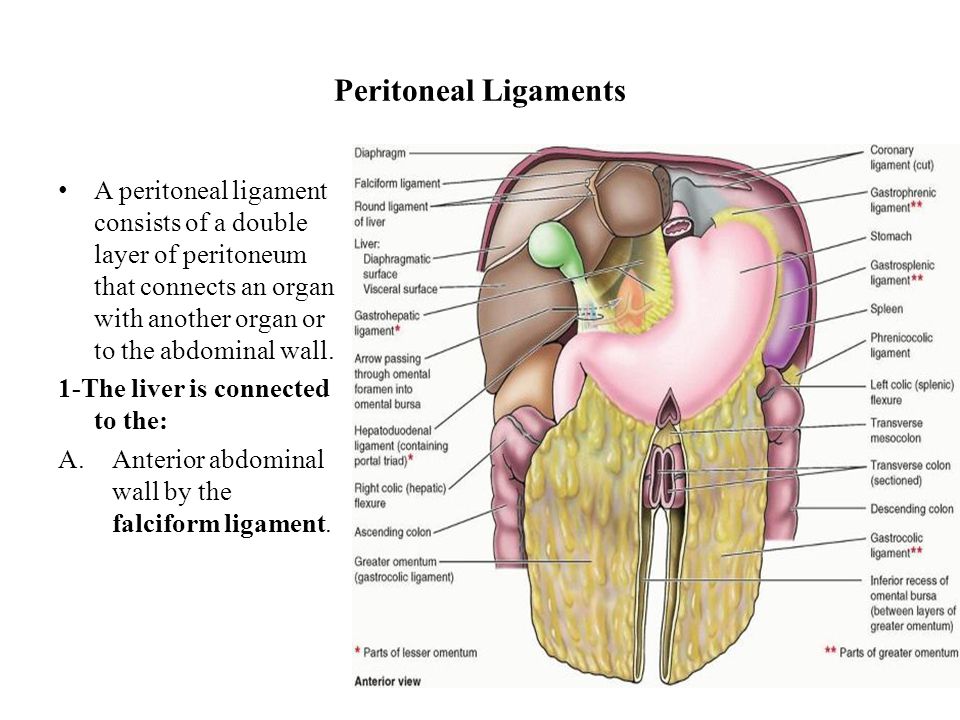 Брюшной на латыни. Органы брюшной полости. Peritoneum Anatomy.