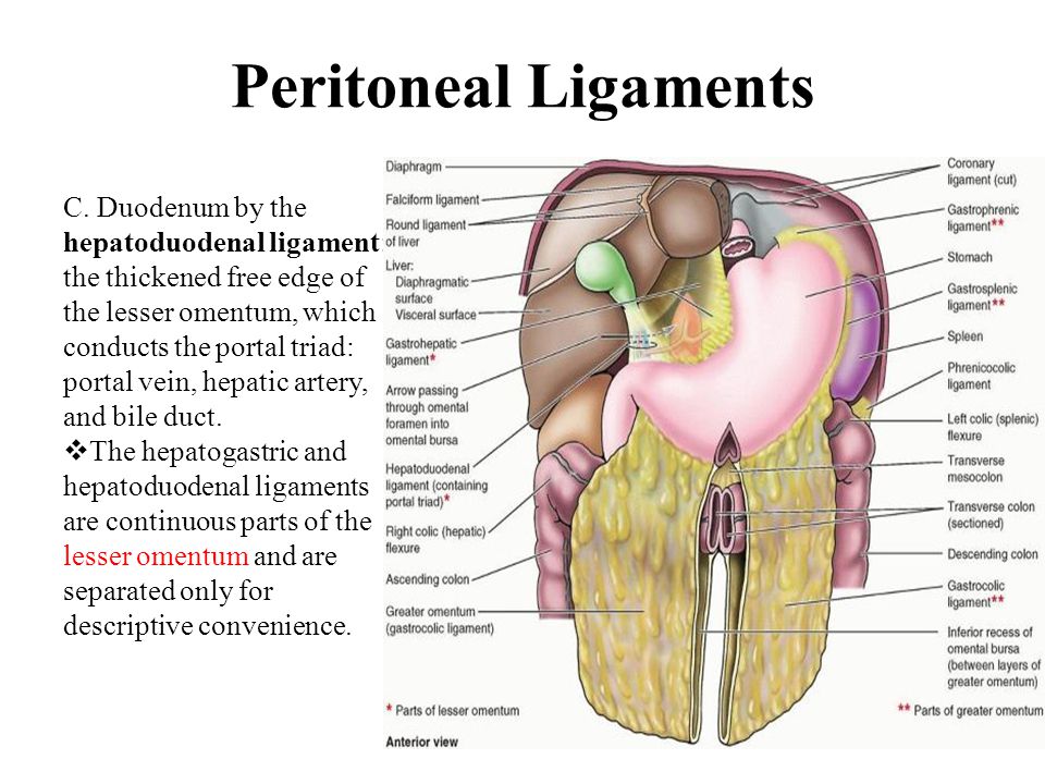 Peritoneal Ligaments.