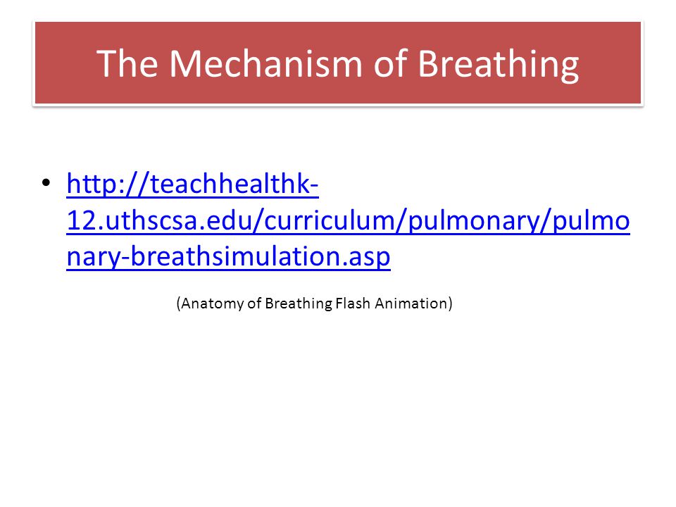 The Mechanism of Breathing - ppt video online download