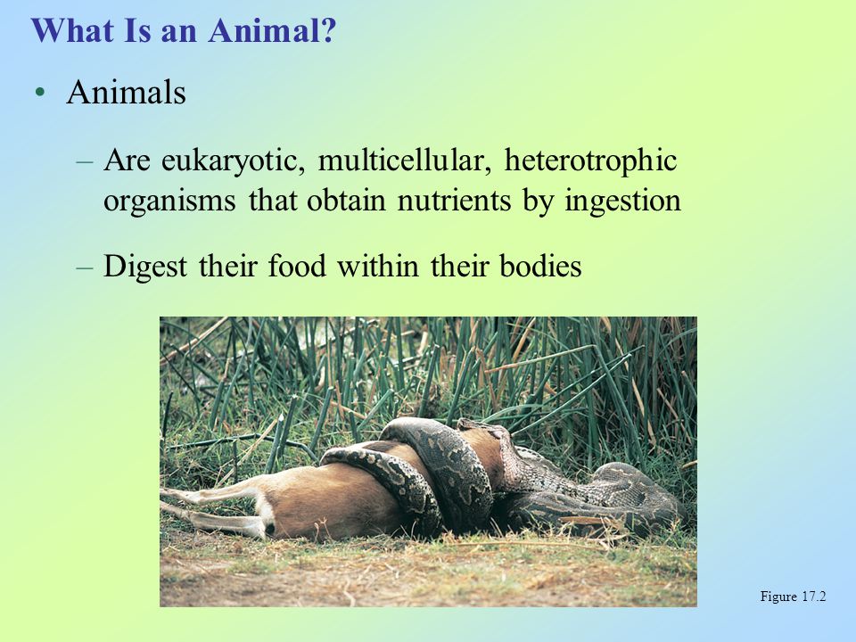The Development of the Animal Kingdom - ppt video online download