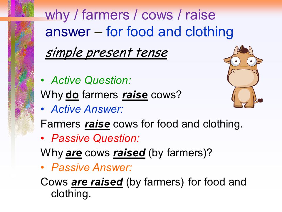 why / farmers / cows / raise answer – for food and clothing simple present tense