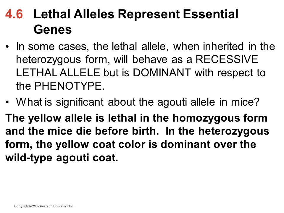 4.6 Lethal Alleles Represent Essential Genes