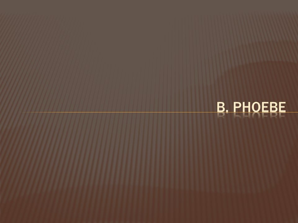 b. Phoebe