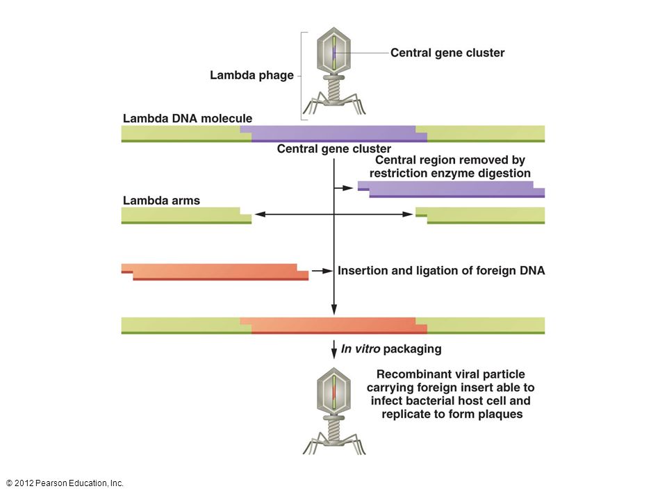  phage as a vector. DNA is extracted from the phage, the central gene cluster is removed, and the DNA to be cloned is ligated into the arms of the  chromosome. The recombinant chromosome is then packaged into phage proteins to form a recombinant virus.