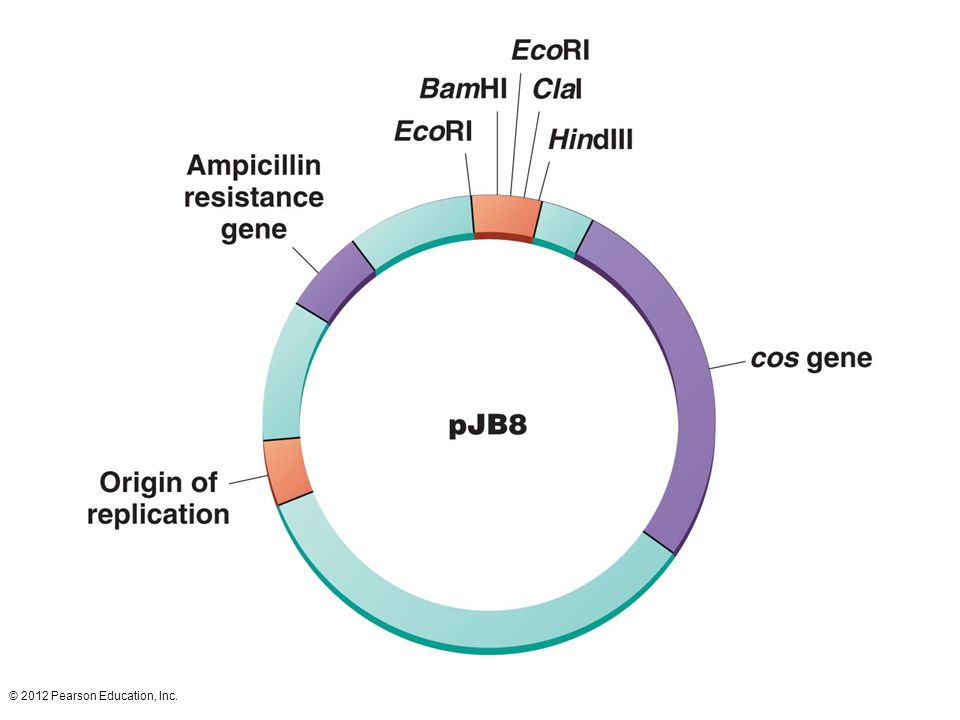 The cosmid pJB8 contains a bacterial origin of replication (ori), a single cos sequence (cos), an ampicillin resistance gene (amp, for selection of colonies that have taken up the cosmid), and a region containing four sites for cloning (BamHI, EcoRI, ClaI, and HindIII). Because the vector is small (5.4 kb long), it can accept foreign DNA segments between 33 and 46 kb in length. The cos sequence allows cosmids carrying large inserts to be packaged into lambda viral coat proteins as though they were viral chromosomes. The viral coats carrying the cosmid can be used to infect a suitable bacterial host, and the vector, carrying a DNA insert, will be transferred into the host cell. Once inside, the ori sequence allows the cosmid to replicate as a bacterial plasmid.