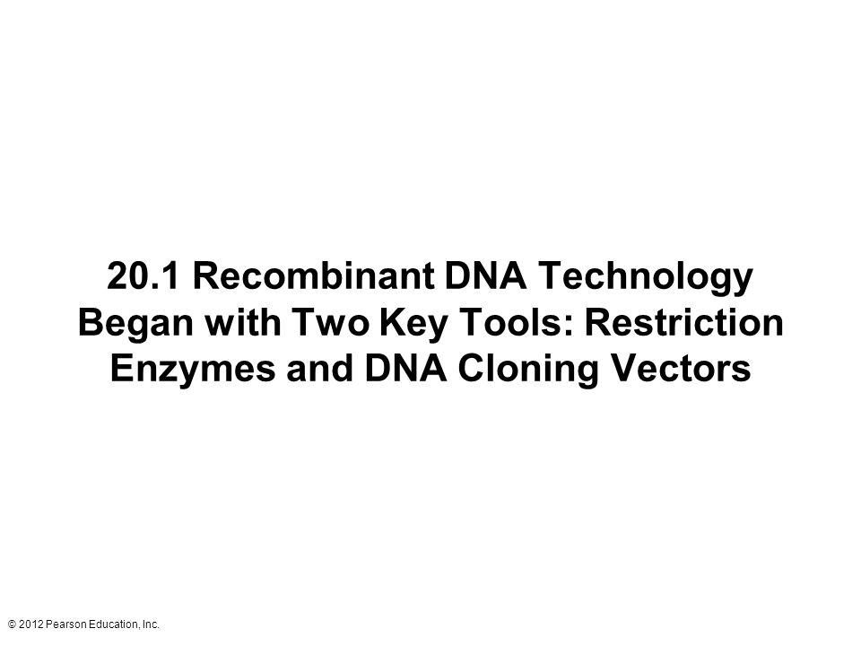 20.1 Recombinant DNA Technology Began with Two Key Tools: Restriction Enzymes and DNA Cloning Vectors