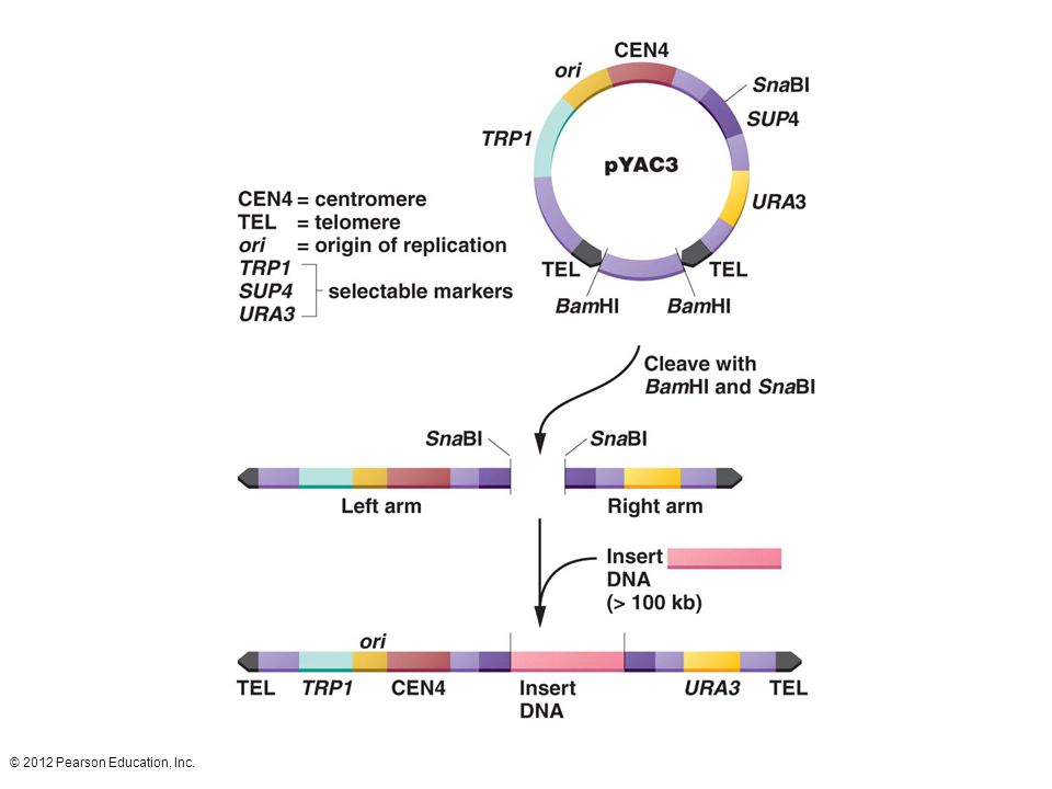 The yeast artificial chromosome pYAC3 contains telomere sequences (TEL), a centromere (CEN4) derived from yeast chromosome 4, and an origin of replication (ori). These elements give the cloning vector the properties of a chromosome. TRP1 and URA3 are yeast genes that are selectable markers for the left and right arms of the chromosome. Within the SUP4 gene is a restriction enzyme recognition sequence for the enzyme SnaB1. Two BamH1 recognition sequences flank a spacer segment. Cleavage with SnaB1 and BamH1 breaks the artificial chromosome into two arms. The DNA to be cloned is treated with SnaB1 producing a collection of fragments. The arms and fragments are ligated together, and the artificial chromosome is inserted into yeast host cells. Because yeast chromosomes are large, the artificial chromosome accepts inserts in the million base-pair range.