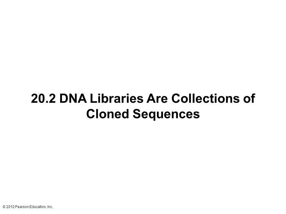 20.2 DNA Libraries Are Collections of Cloned Sequences