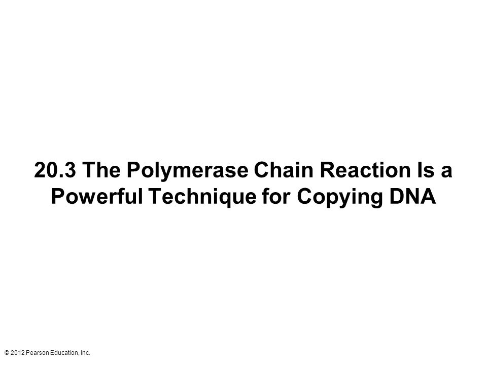 20.3 The Polymerase Chain Reaction Is a Powerful Technique for Copying DNA