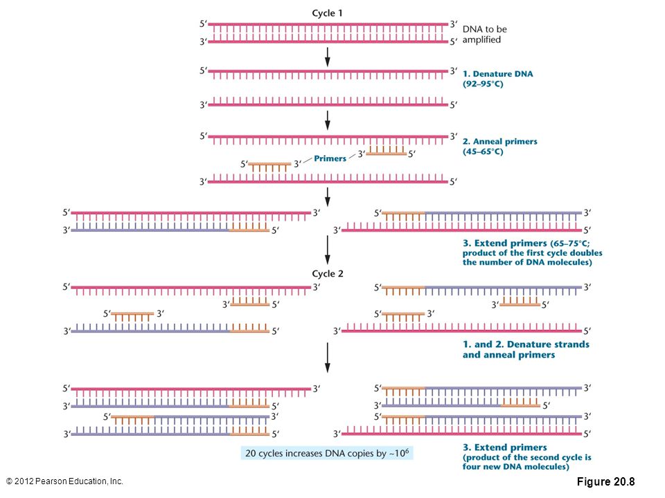 Figure 20-8 In the polymerase chain reaction (PCR), the target DNA is denatured into single strands; each strand is then annealed to short, complementary primers. DNA polymerase extends the primers in the 5 to 3 direction, using the single-stranded DNA as a template. The result after one round of replication is a doubling of DNA molecules to create two newly synthesized double-stranded DNA molecules. Repeated cycles of PCR can quickly amplify the original DNA sequence more than a millionfold.