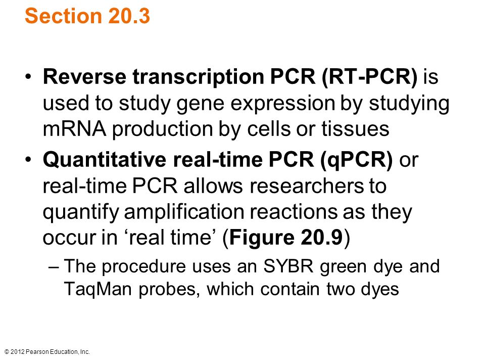 Section 20.3 Reverse transcription PCR (RT-PCR) is used to study gene expression by studying mRNA production by cells or tissues.