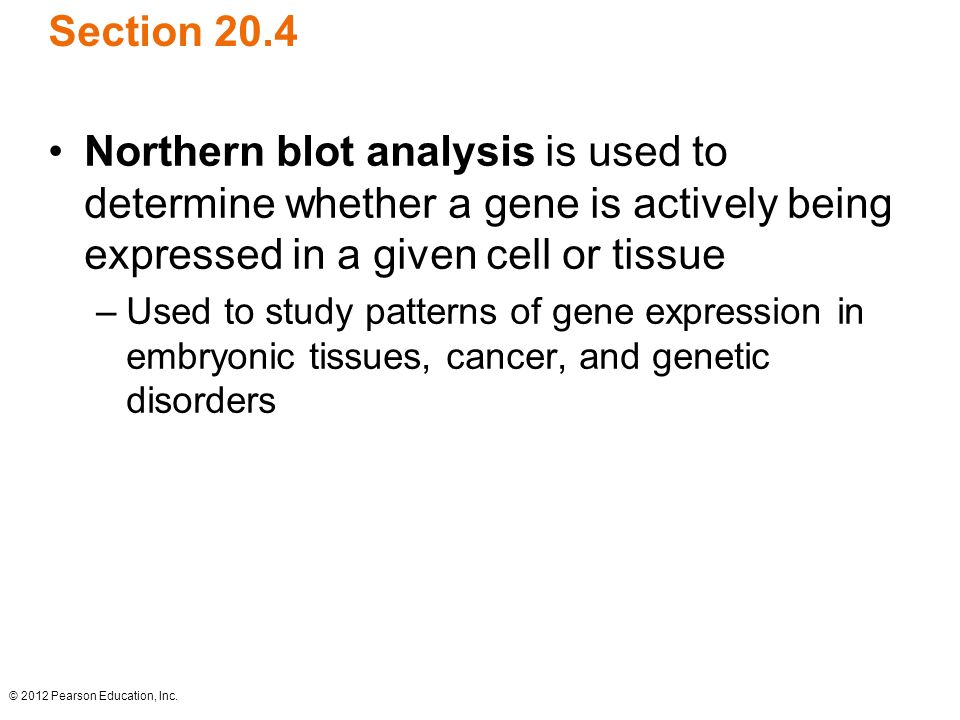 Section 20.4 Northern blot analysis is used to determine whether a gene is actively being expressed in a given cell or tissue.