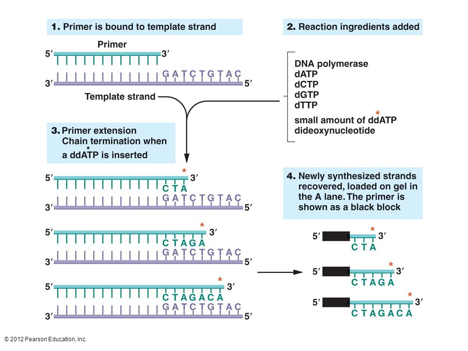 DNA sequencing using the chain termination method
