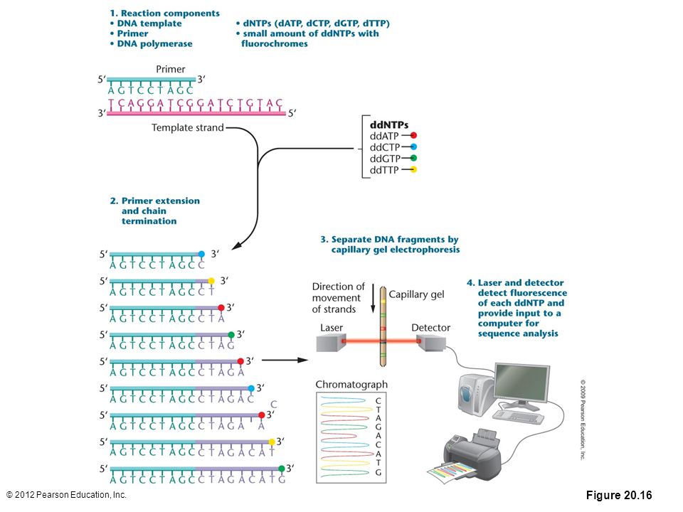 Figure Computer-automated DNA sequencing using the chain-termination (Sanger) method. (1) A primer is annealed to a sequence adjacent to the DNA being sequenced (usually near the multiple cloning site of a cloning vector). (2) A reaction mixture is added to the primer–template combination. This includes DNA polymerase, the four dNTPs, and small molar amounts of dideoxy-nucleotides (ddNTPs) labeled with fluorescent dyes. All four ddNTPs are added to the same tube, and during primer extension, all possible lengths of chains are produced. During primer extension, the polymerase occasionally (randomly) inserts a ddNTP instead of a dNTP, terminating the synthesis of the chain because the ddNTP does not have the OH group needed to attach the next nucleotide. Over the course of the reaction, all possible termination sites will have a ddNTP inserted. The products of the reaction are added to a single lane on a capillary gel, and the bands are read by a detector and imaging system. This process is now automated, and robotic machines, such as those used in the Human Genome Project, sequence several hundred thousand nucleotides in a 24-hour period and then store and analyze the data automatically. The sequence is obtained by extension of the primer and is read from the newly synthesized strand, not the template strand. Thus, the sequence obtained begins with 5´-ctagacatg-3´.