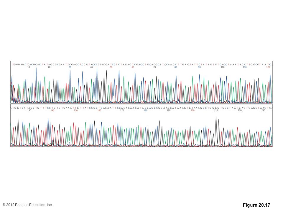 Figure Output of a computer-automated DNA sequencing chromatograph or electropherogram. Each peak represents the correct nucleotide in the sequence. The sequence extending from the primer (which is not shown here) starts at the upper left of the diagram and extends to the right. The bases labeled as n are ambiguous and cannot be identified with certainty. These ambiguous base readings are more likely to occur near the primer because the quality of sequence determination deteriorates the closer the sequence is to the primer. The separated bases are read in order along the axis from left to right. Thus, this sequence begins as 5´-TGNNANACTGACNCAC. Numbers below the bases indicate length of the sequence in base pairs.