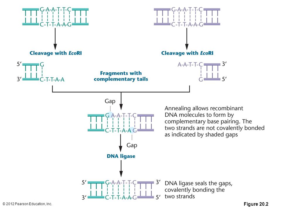 Figure 20-2 DNA from different sources is cleaved with EcoRI and mixed to allow annealing. The enzyme DNA ligase forms phosphodiester bonds between these fragments to create an intact recombinant DNA molecule.