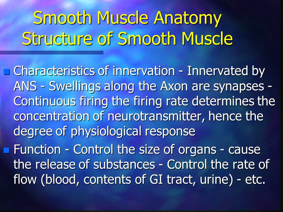 Smooth muscle, anatomy