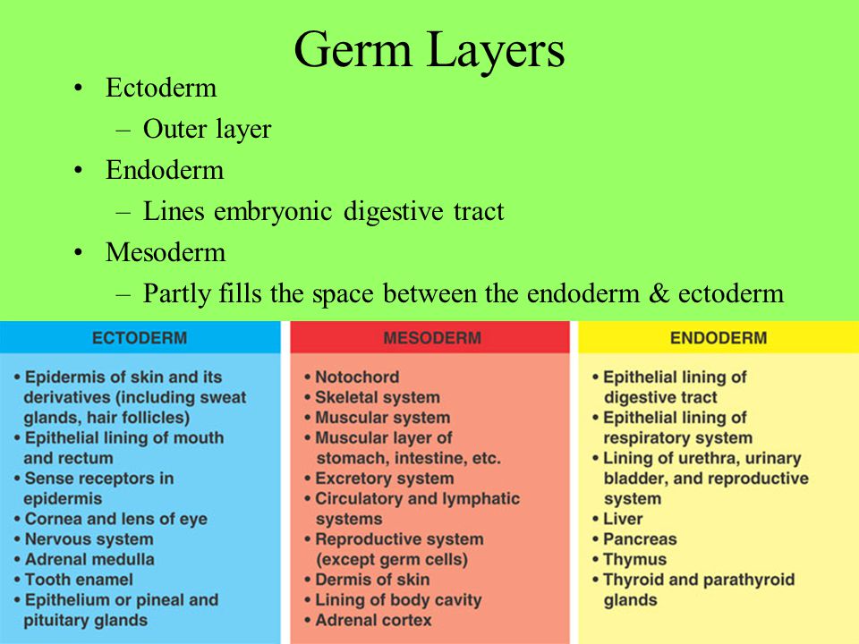 Their derivatives. Ectoderm. Germ layer differentiation. Differentiation of ectoderm. Skin ectoderm.