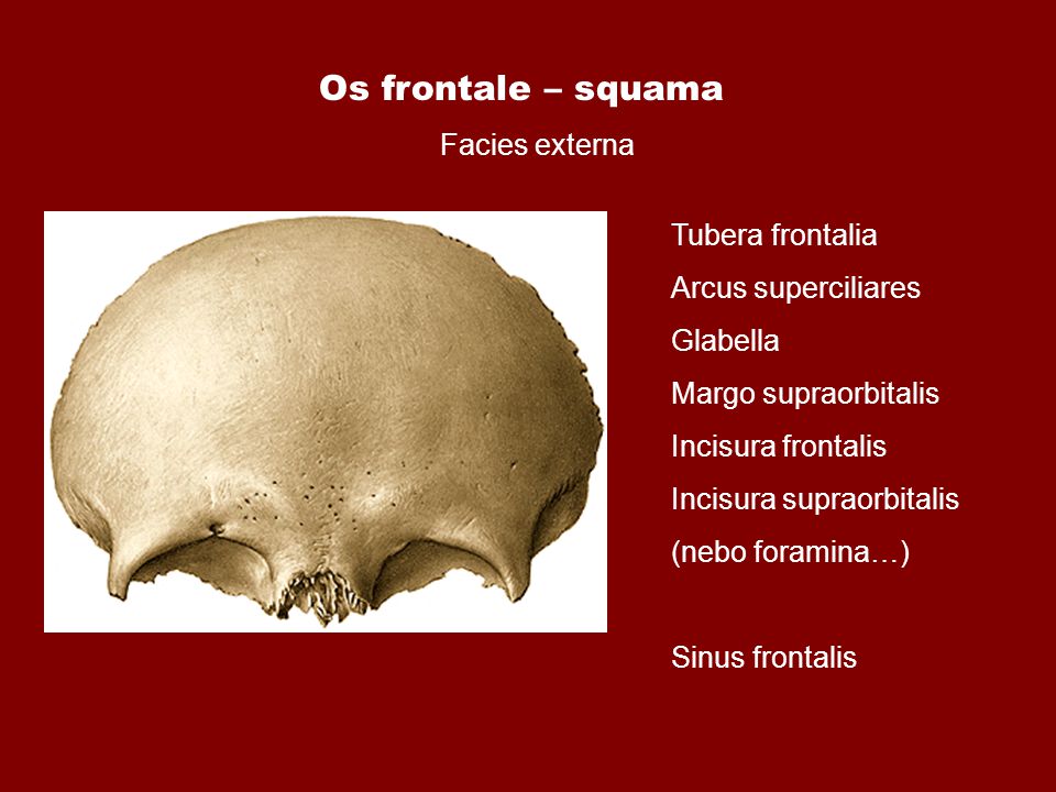 Скрытый латынь. Лобная кость глабелла. Инцизура Фронталис. Os frontale латынь. Os frontale анатомия.