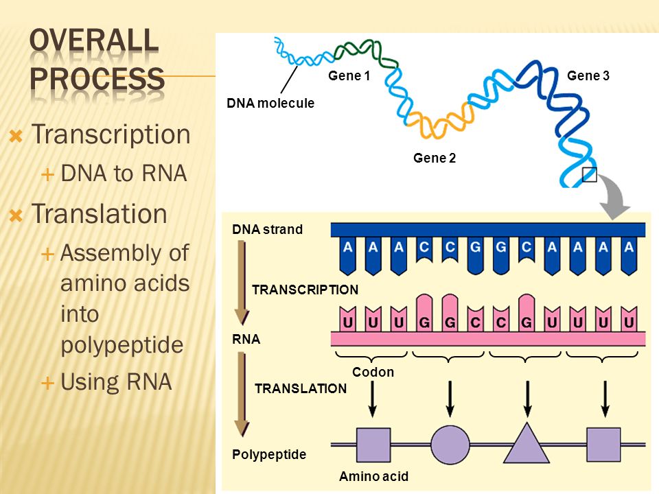 1 ген 1 полипептид. Гены. DNA translation. DNA Transcription. Process Transcription DNA RNA.