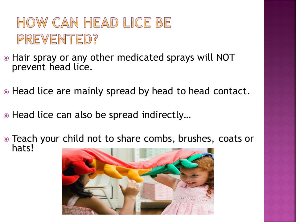How can head lice be prevented