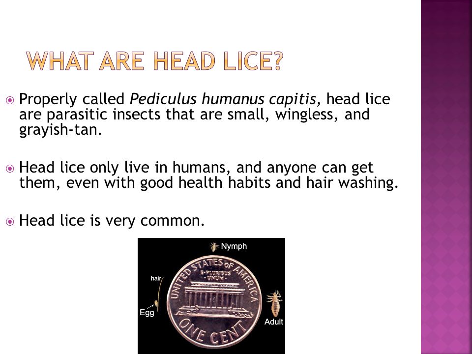 What are Head Lice Properly called Pediculus humanus capitis, head lice are parasitic insects that are small, wingless, and grayish-tan.