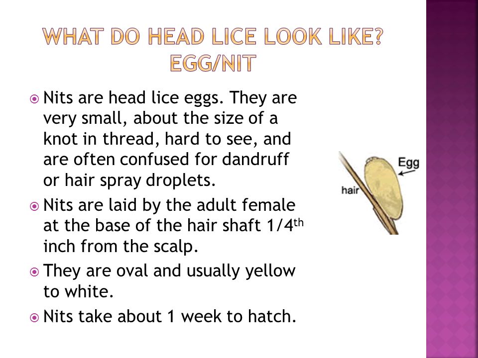 What do head lice look like Egg/nit