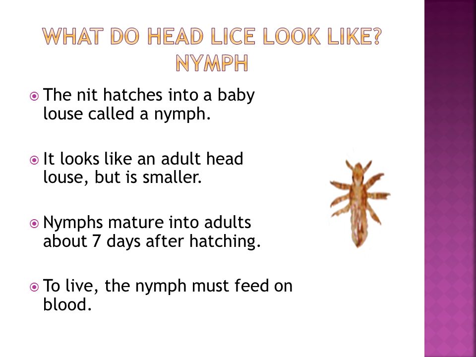 What do head lice look like Nymph