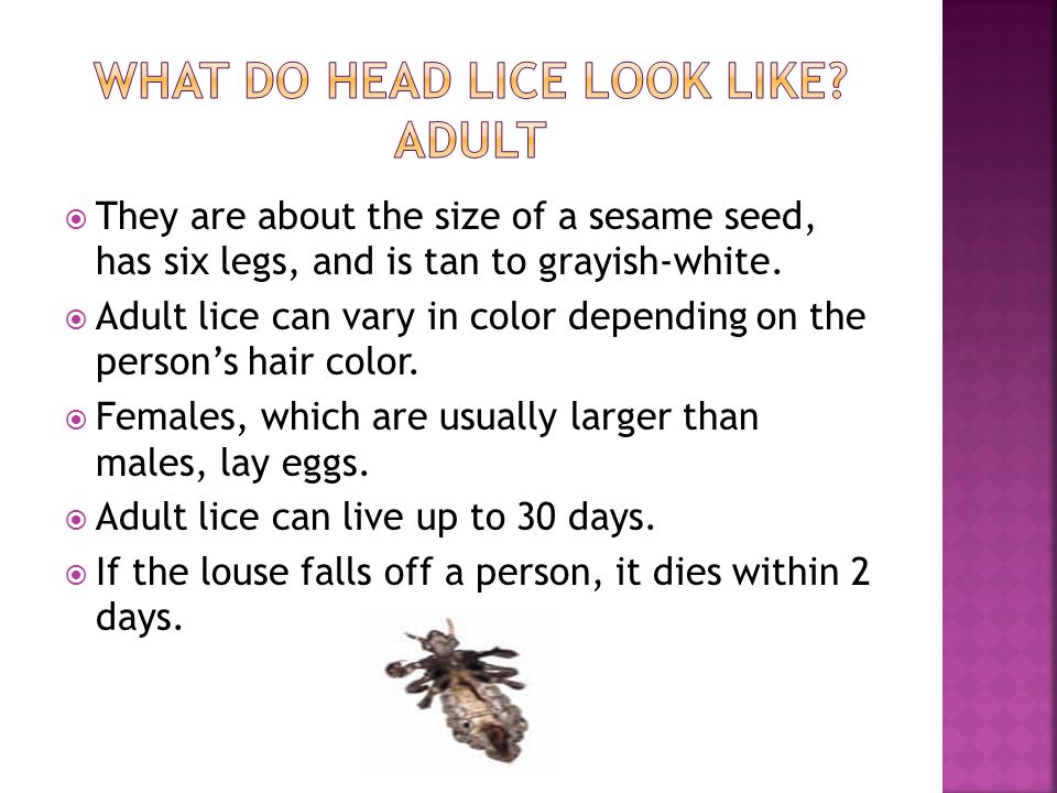 What do head lice look like Adult