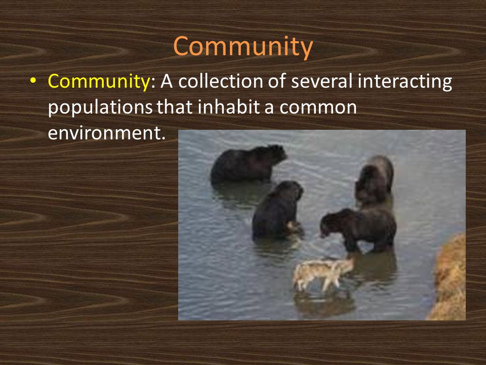 Community Community: A collection of several interacting populations that inhabit a common environment.