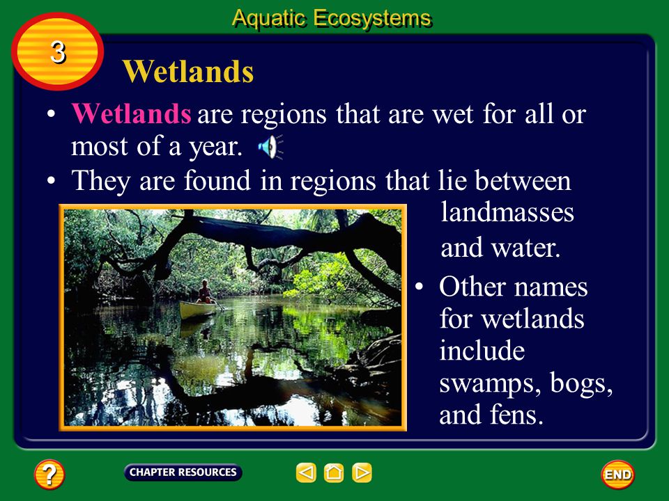 Aquatic Ecosystems 3. Wetlands. Wetlands are regions that are wet for all or most of a year. They are found in regions that lie between.