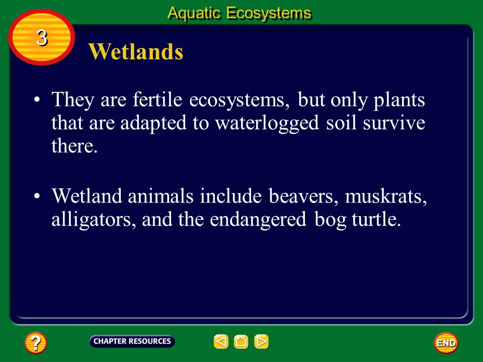 Aquatic Ecosystems 3. Wetlands. They are fertile ecosystems, but only plants that are adapted to waterlogged soil survive there.