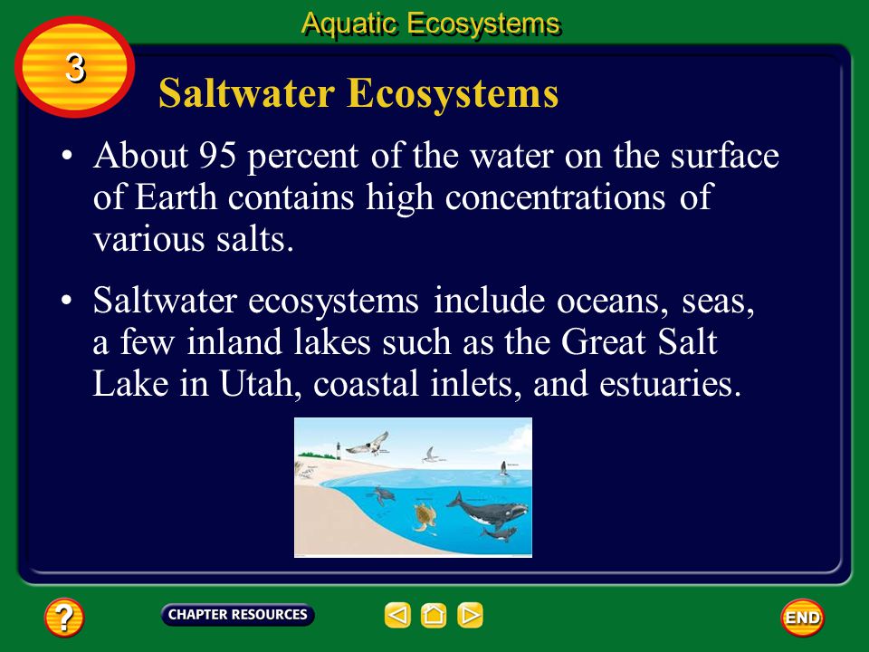 Aquatic Ecosystems 3. Saltwater Ecosystems. About 95 percent of the water on the surface of Earth contains high concentrations of various salts.